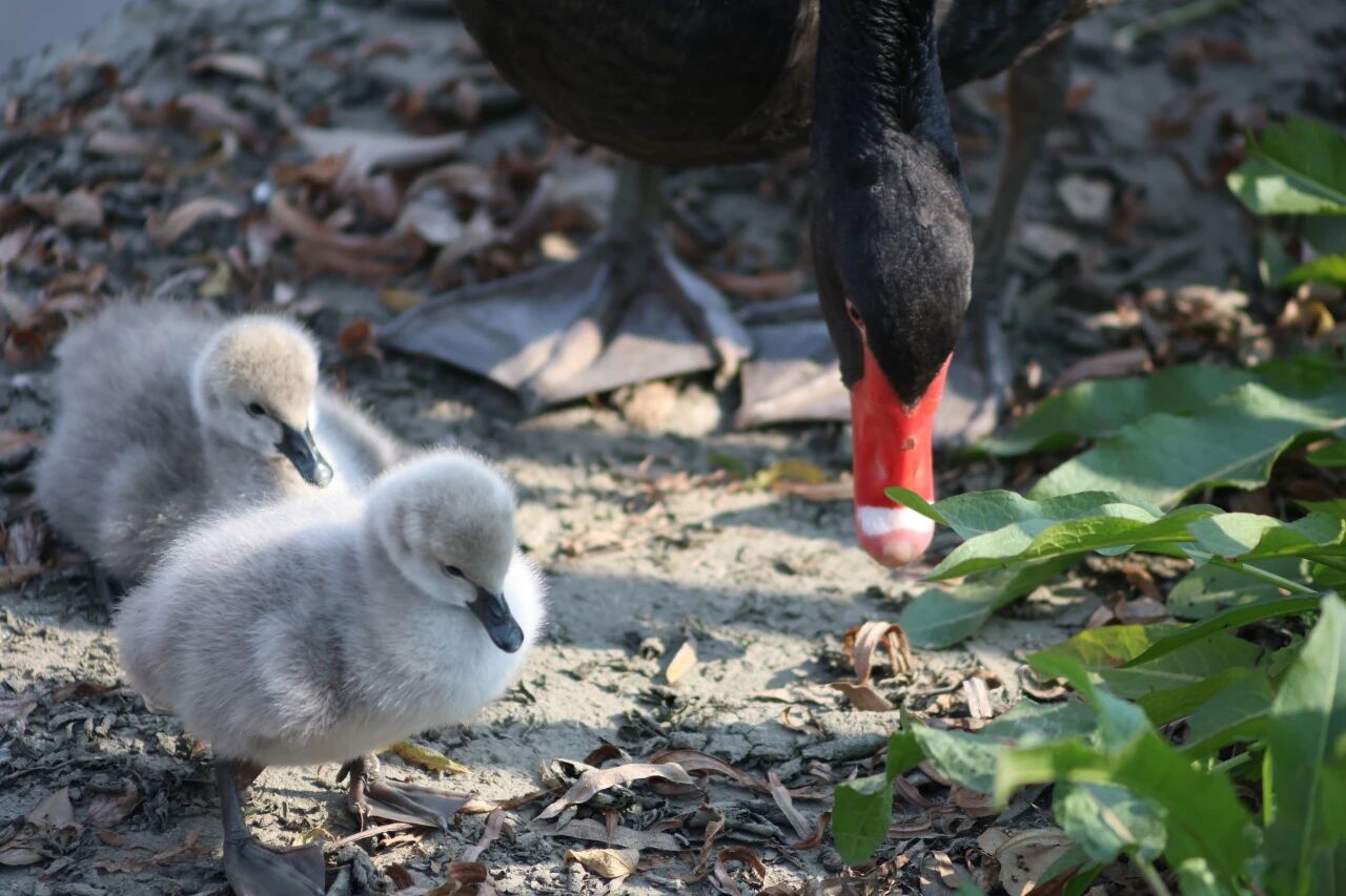 “新生”来啦！德阳交院校宠家族喜迎新成员