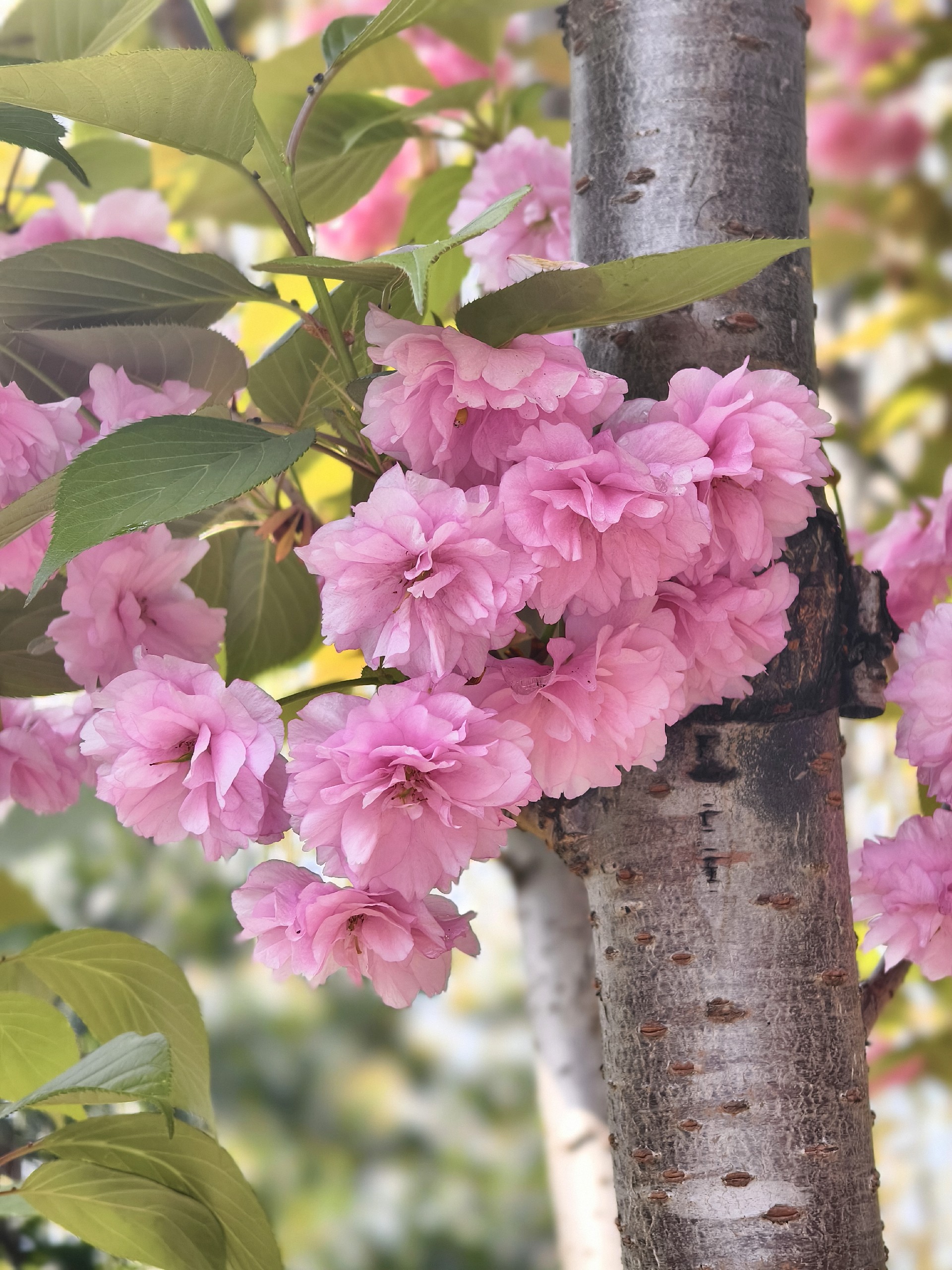 “我和春天有个约会”主题心理团辅活动顺利开展