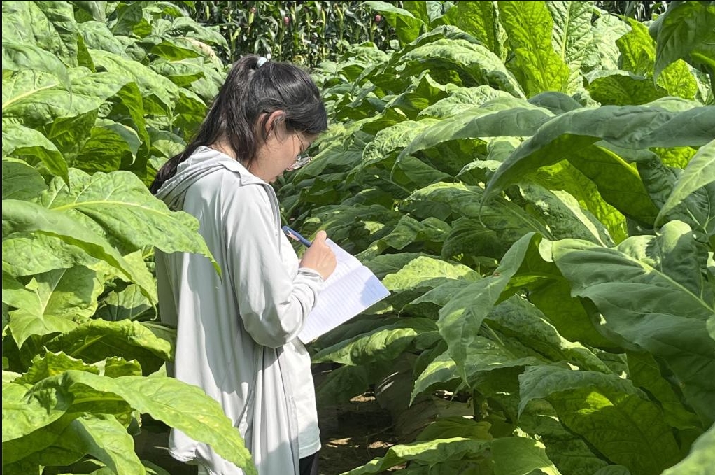 烟草栽培与加工技术
